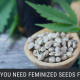 feminized cbd seeds