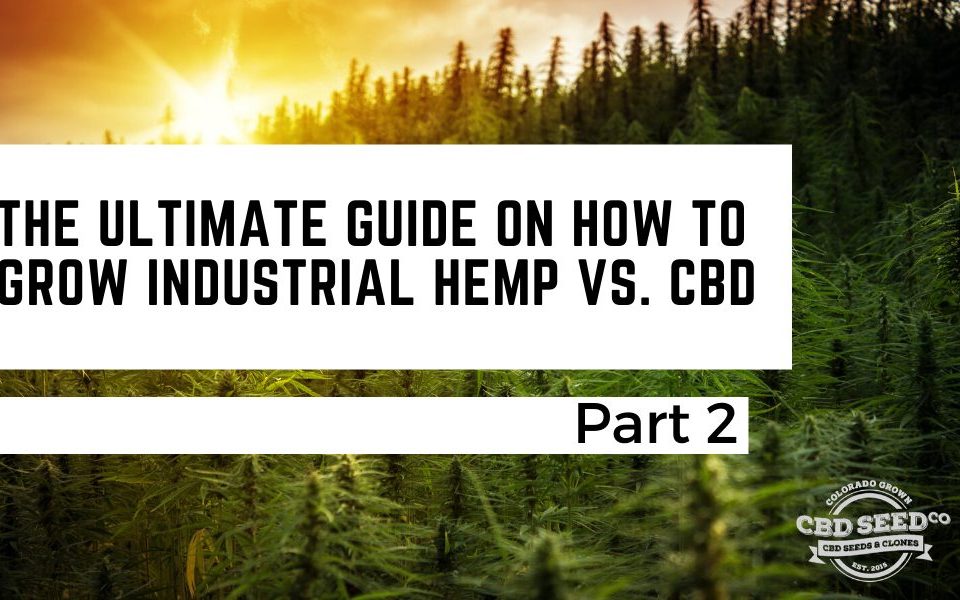 the ultimate guide on how to grow industrial cbd vs. hemp