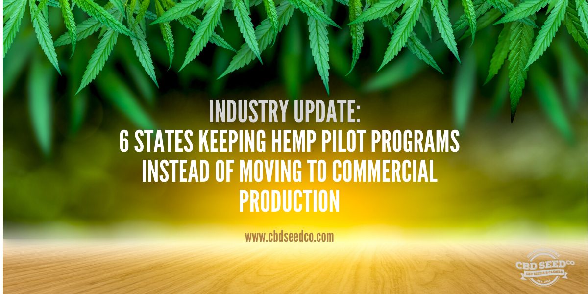 hemp industry pilot programs