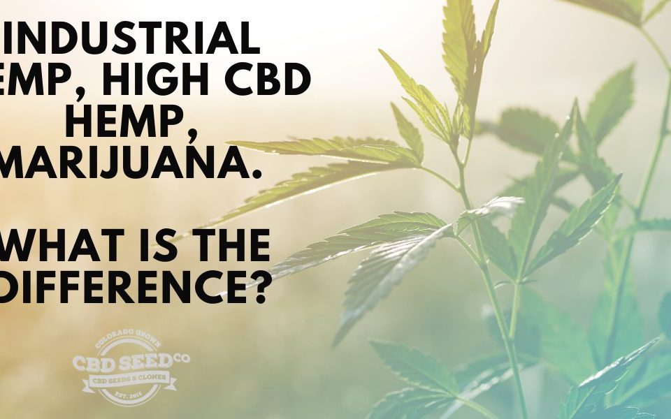 industrial hemp, high cbd hemp, marijuana. What is the difference?