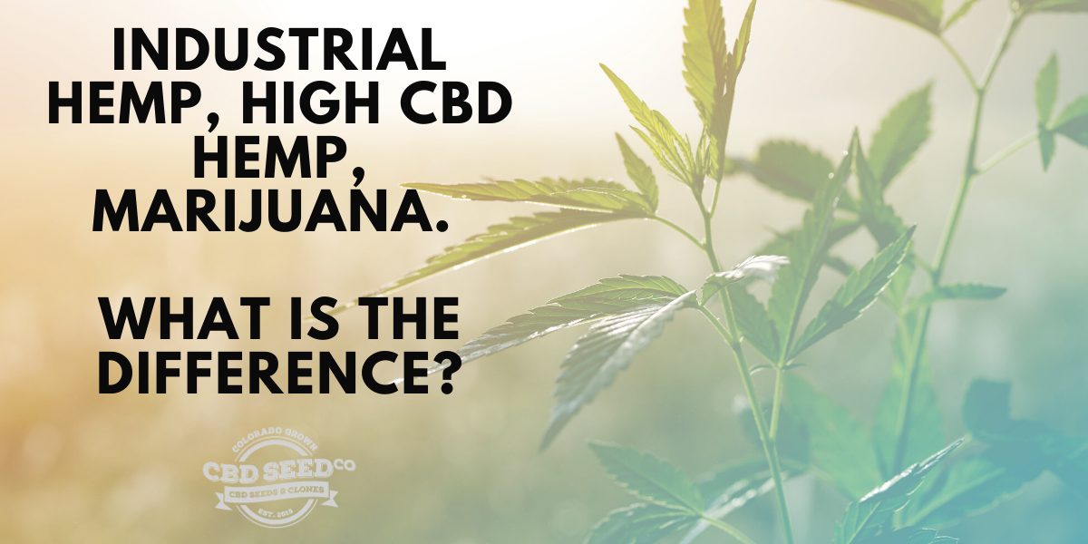 industrial hemp, high cbd hemp, marijuana. What is the difference?