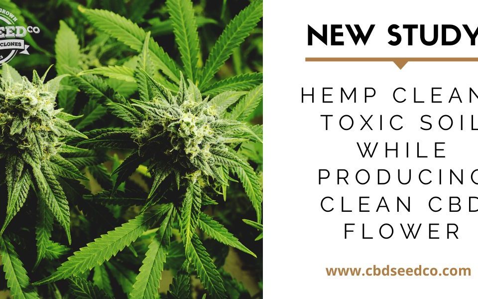 new study, hemp cleans toxic soil while producing clean cbd flower