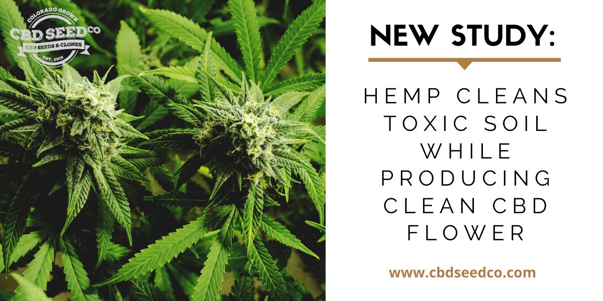 new study, hemp cleans toxic soil while producing clean cbd flower