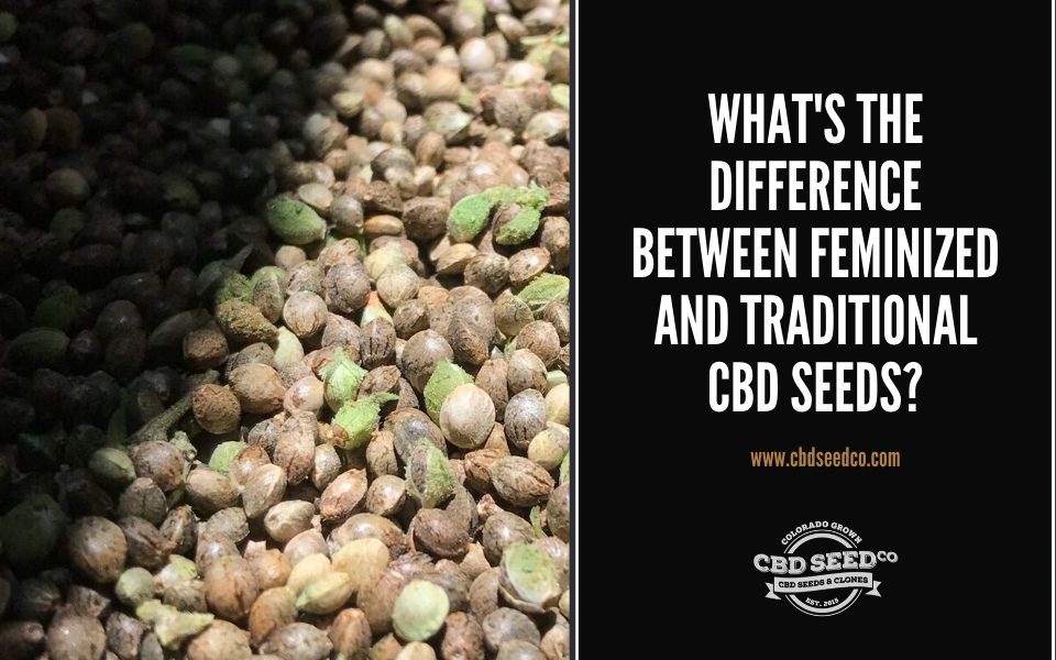 traditional and feminized hemp seeds