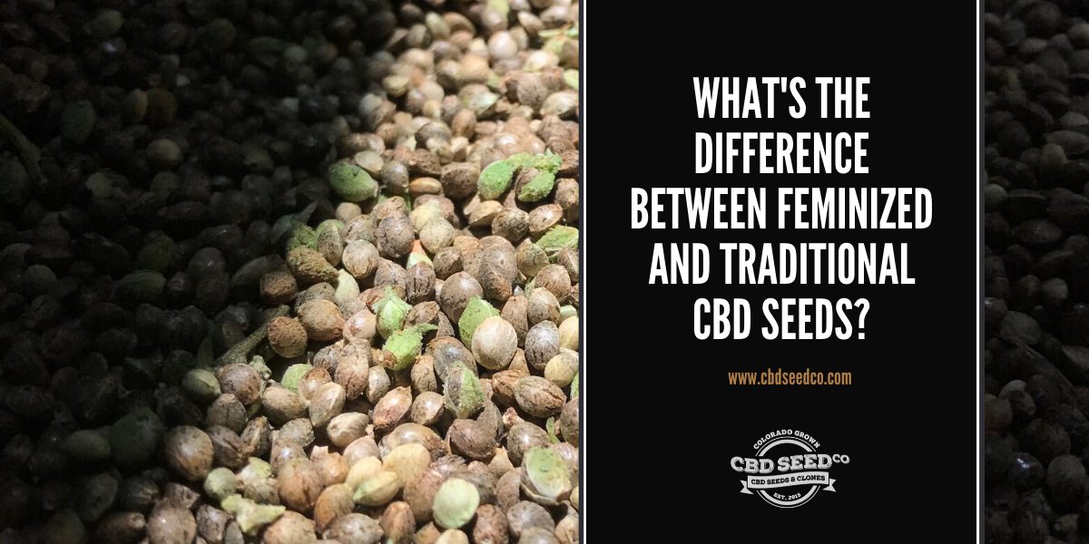 traditional and feminized hemp seeds