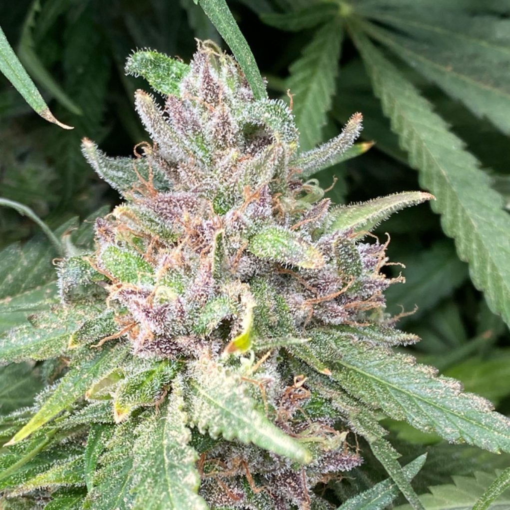 BaOX B9 cbd hemp seed BaOX B9 cbd hemp seed
