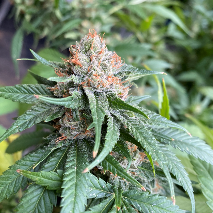 Cherry wine cbd hemp seed Cherry wine cbd hemp seed