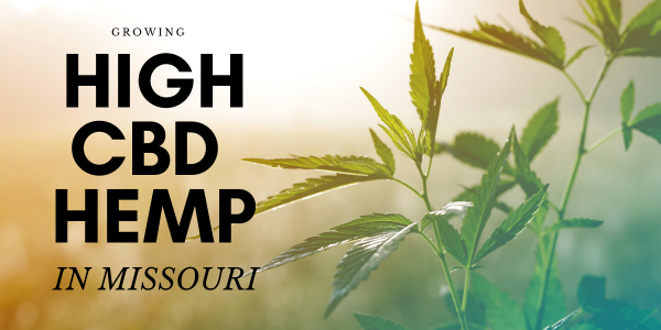 Copy of Growing High CBD hemp in Missouri Copy of Growing High CBD hemp in Missouri
