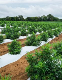 Hemp Farming Field georgia hemp growing regions of state