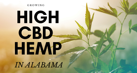 Growing High CBD hemp in Alabama (1) growing high cbd hemp in alabama