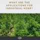 what are the applications for industrial hemp