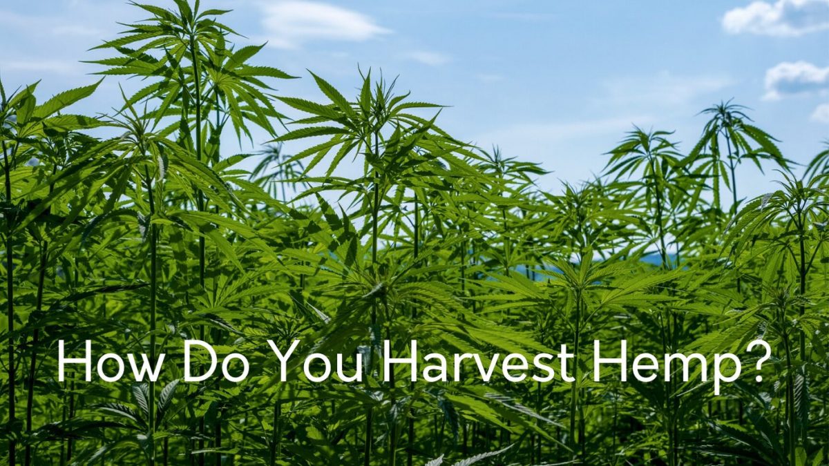 how do you harvest hemp plants