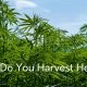 how do you harvest hemp plants