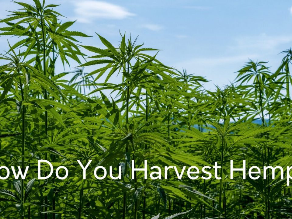 how do you harvest hemp plants