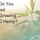 what do you need to start growing hemp