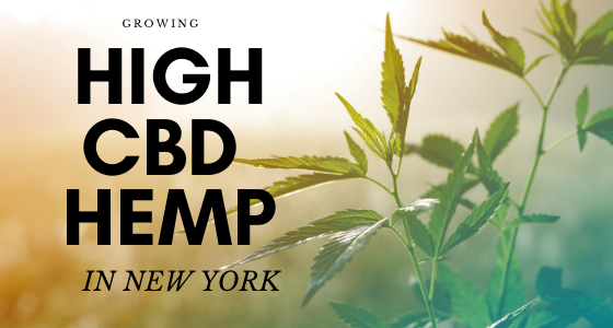 Growing High CBD hemp in New York growing high cbd hemp in new york, hem plant