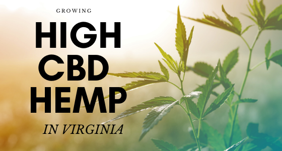 Growing High CBD hemp in Virginia cbd seed co, hemp plant, growing high cbd hemp
