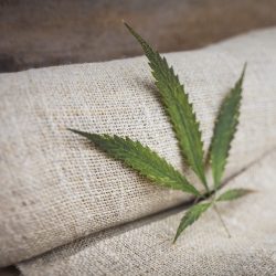 Fabric made from hemp cbd seed co, hemp leaf