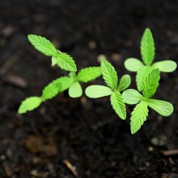 New York regulations for growing seeds and clones new york regulations for growing seeds and clones, small cbd hemp plant