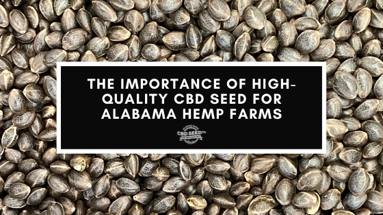the importance of high quality cbd seed for alabama farmers