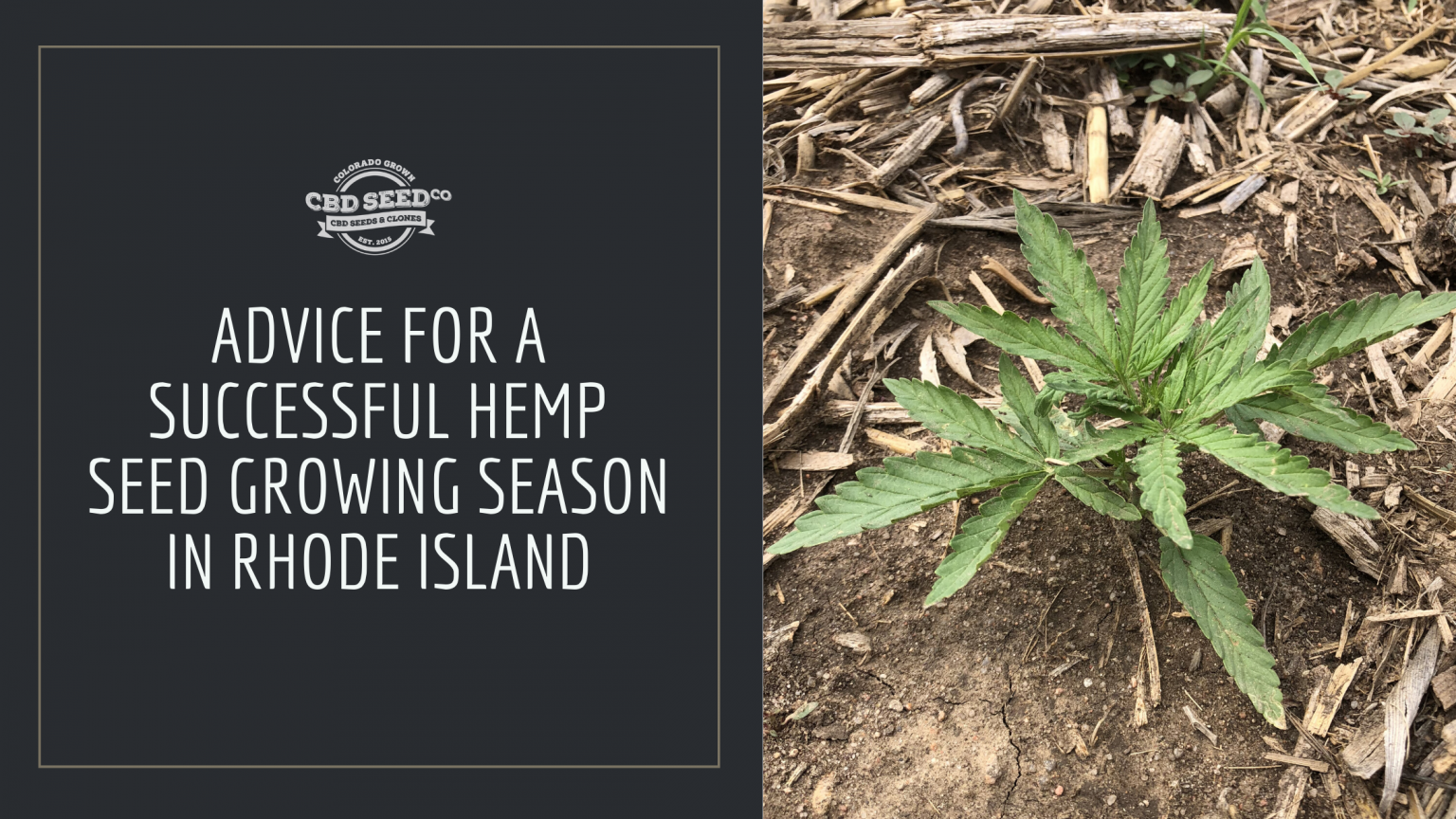 Advice for a Successful Hemp Seed Growing Season in Rhode Island CBD