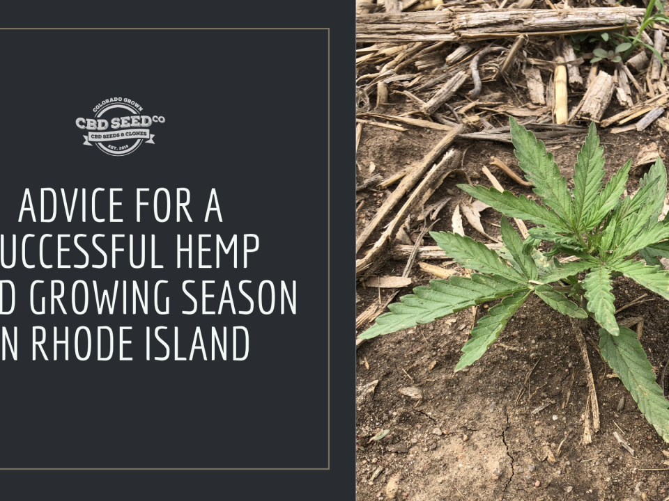 advice hemp seed growing rhode island