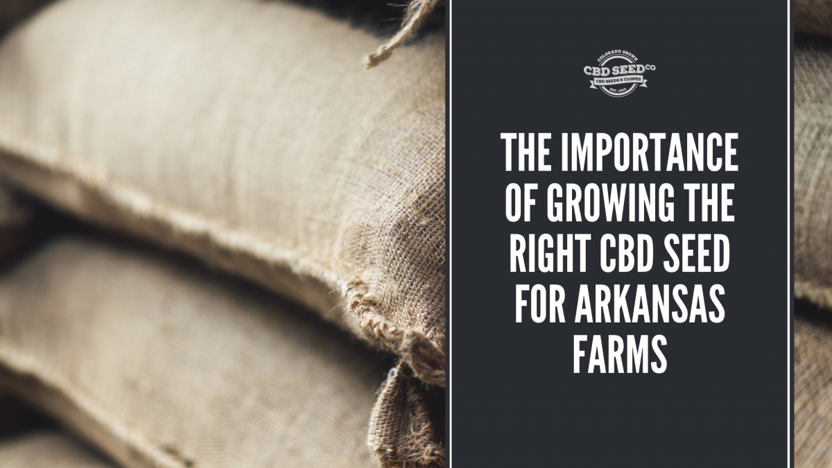 the important of growing the right cbd seed for arkansas farms