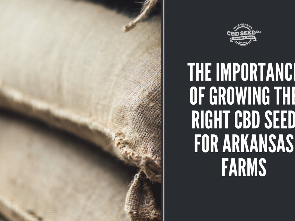 the important of growing the right cbd seed for arkansas farms