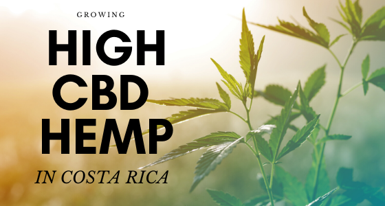 cbd hemp seed costa rica cbd hemp seed costa rica