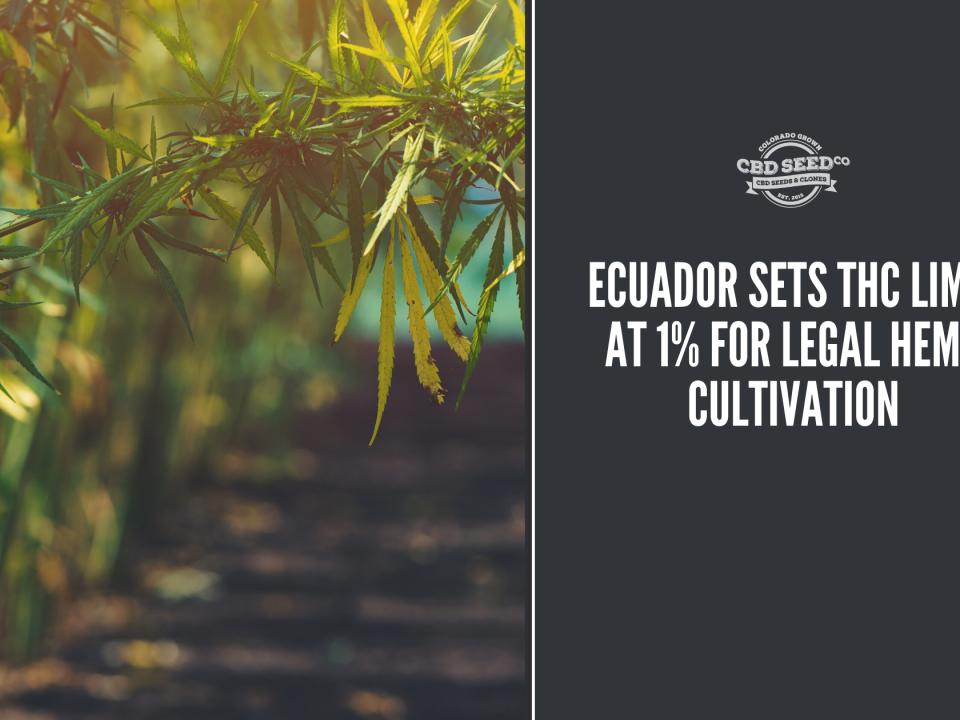 cbd seed ecuador