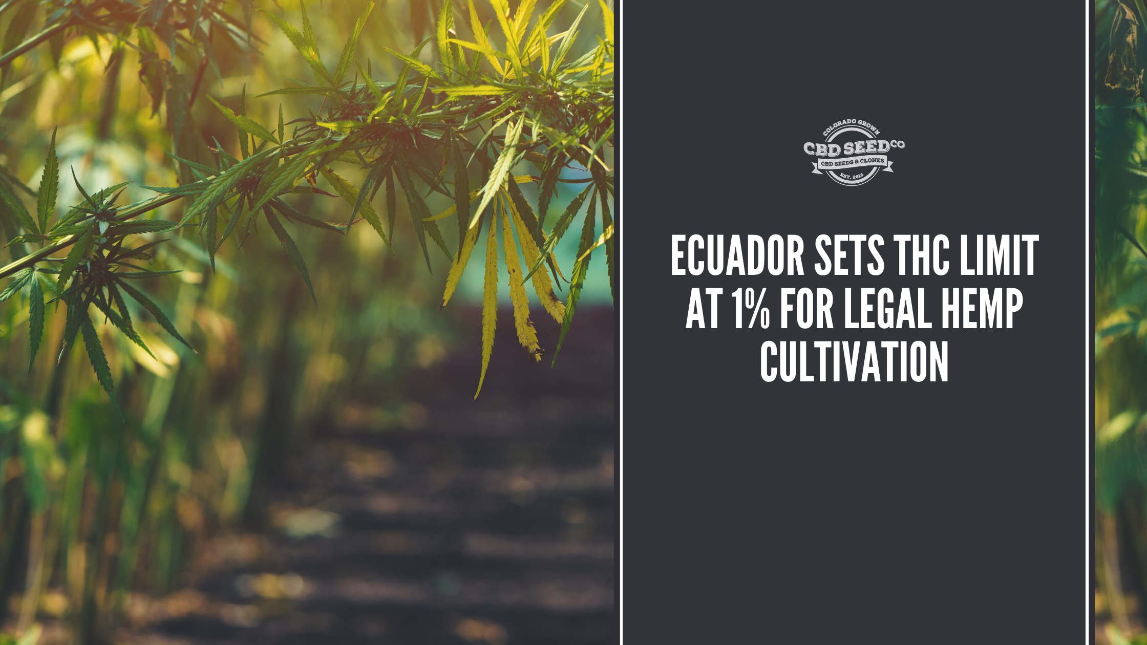 Ecuador Sets THC Limit at 1 for Legal Hemp Cultivation CBD Seed Co.