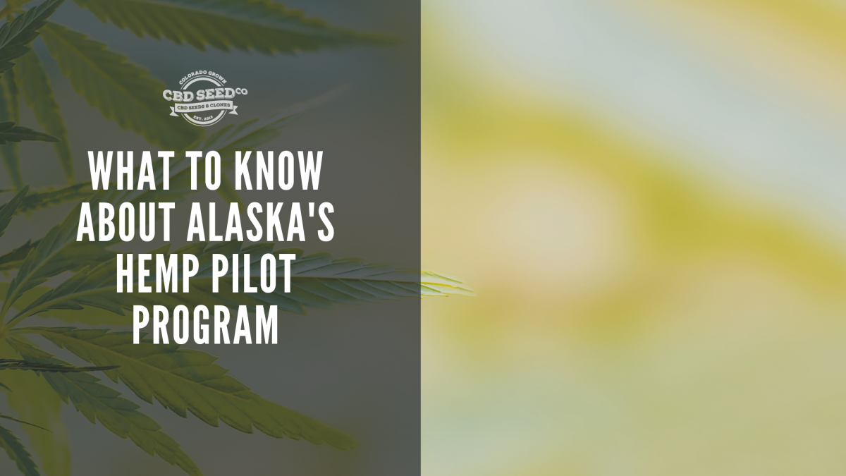 hemp plan, what to know about alaska hemp pilot program