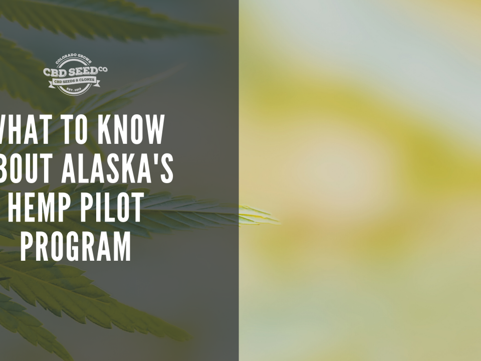 hemp plan, what to know about alaska hemp pilot program