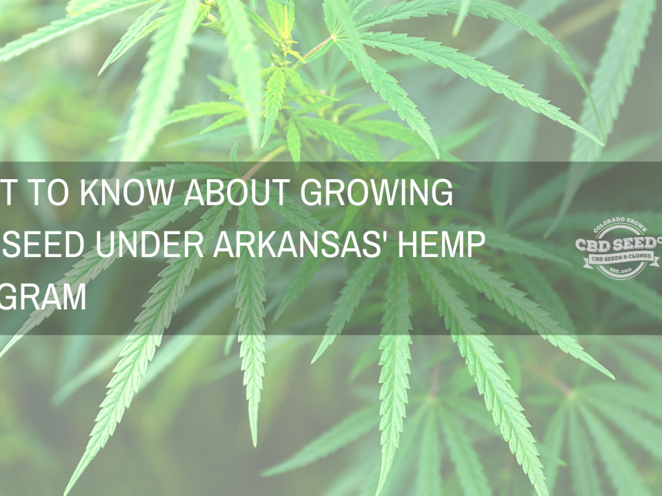 whats to know about growing cbd seed under arkansas hemp program