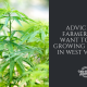 advice growing cbd seed west virginia