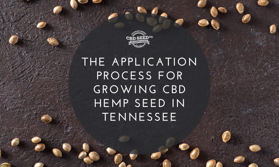the application process for growing cbd hemp seed in tennessee