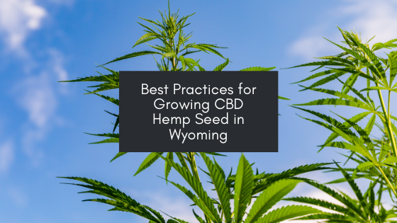 best practices for growing cbd in wyoming