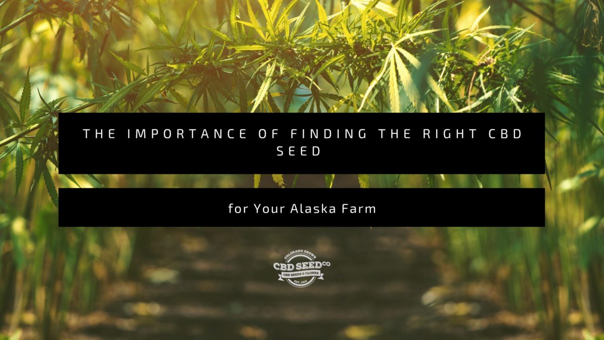 the important of finding the right cbd seed