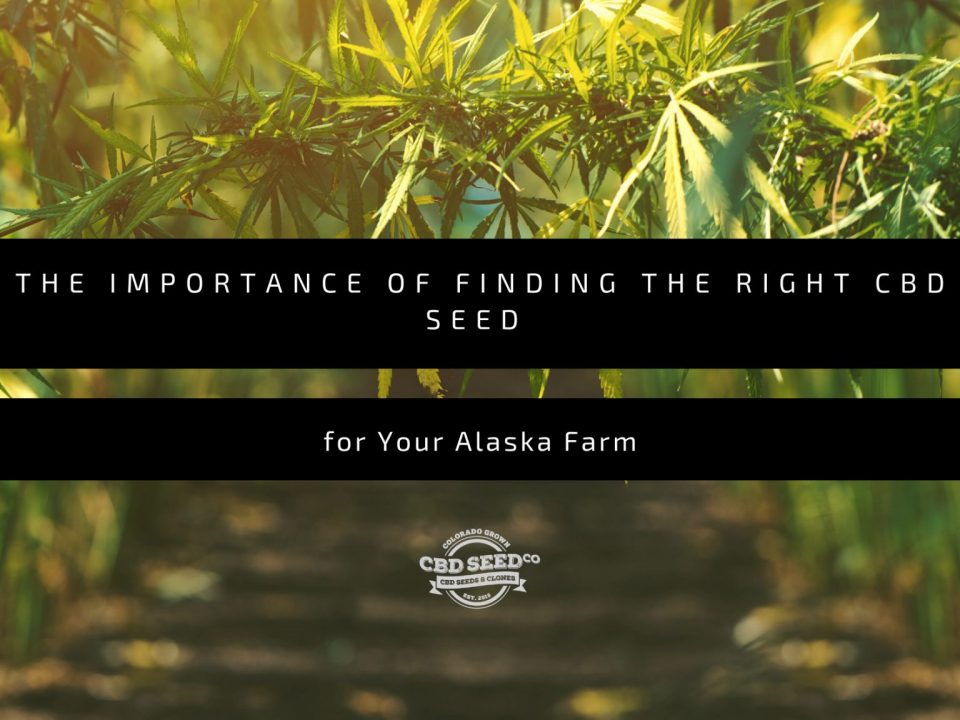 the important of finding the right cbd seed