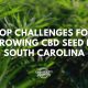 challenges growing cbd seeds in south carolina
