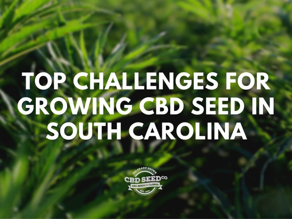 challenges growing cbd seeds in south carolina