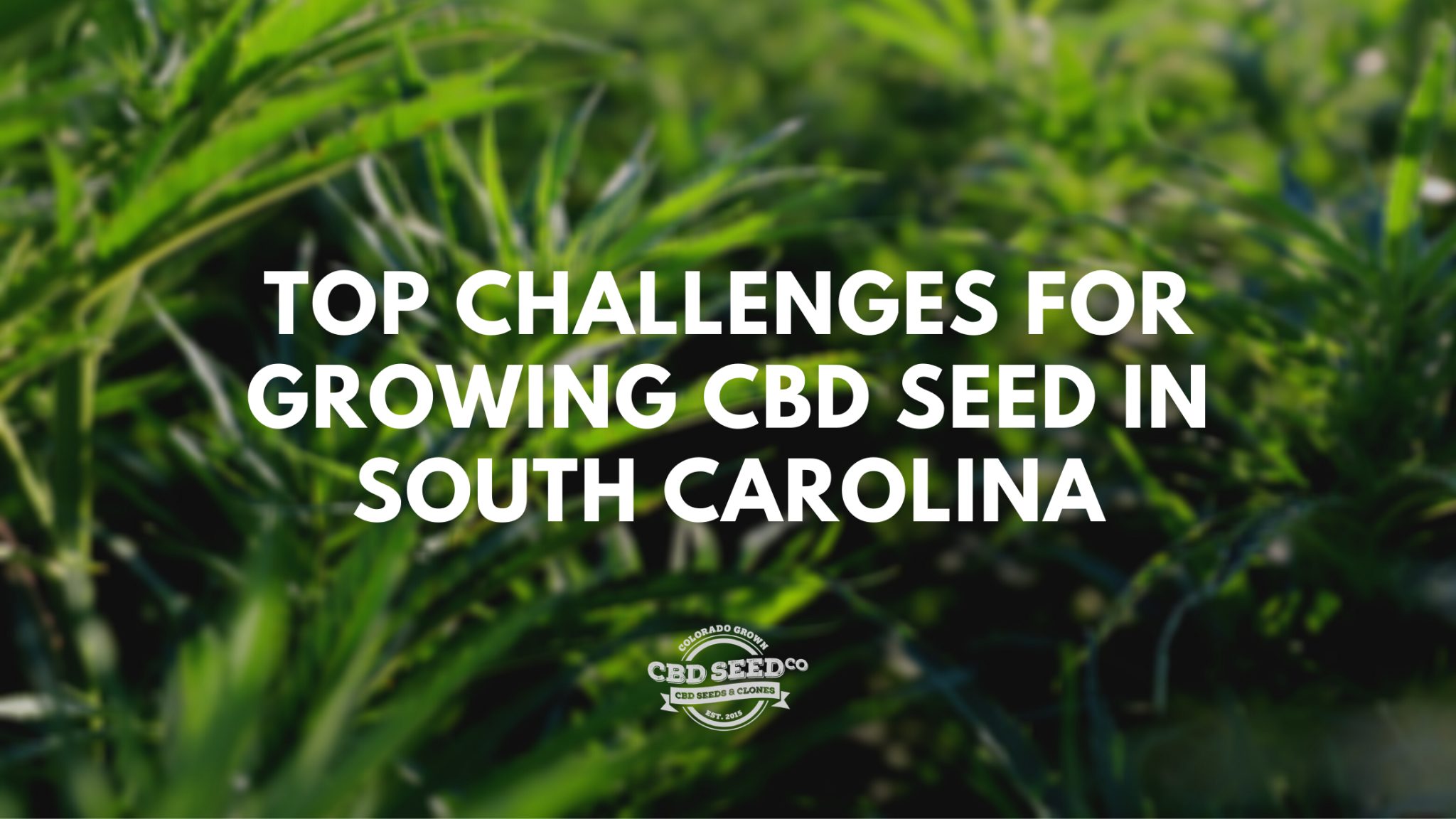 Top Challenges for Growing CBD Seed in South Carolina CBD Seed Co.