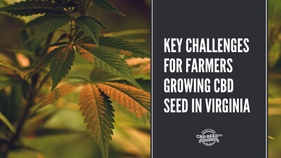 key challenges for farmers growing cbd seeds in virginia