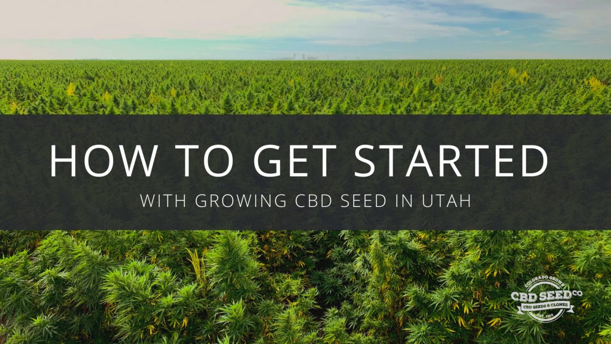 get started growing cbd seed utah