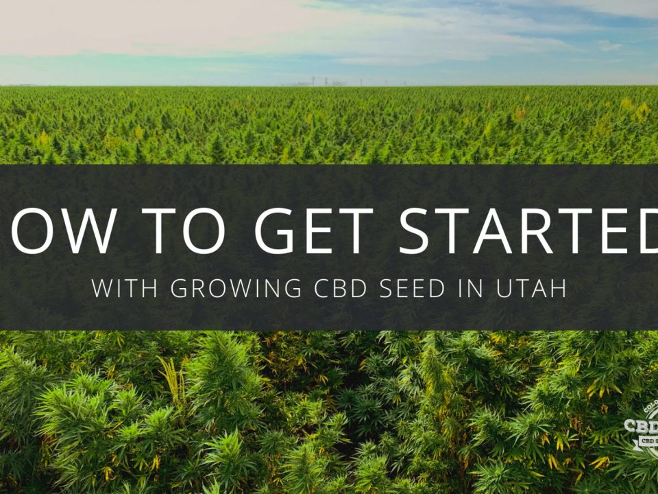 get started growing cbd seed utah
