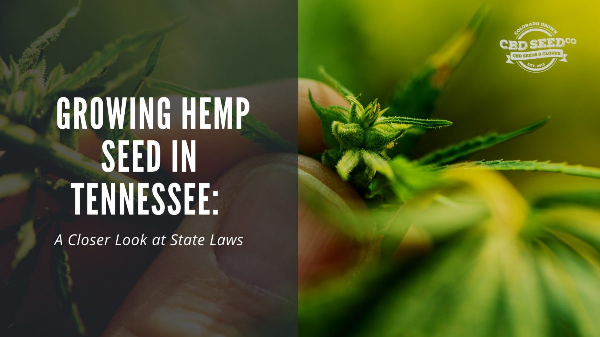 growing cbd seed tennessee hemp laws