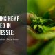 growing cbd seed tennessee hemp laws
