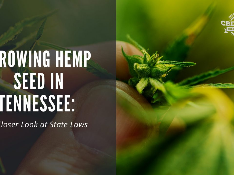 growing cbd seed tennessee hemp laws