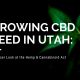 growing cbd seed utah hemp cannabinoid act