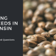 growing cbd seed in wisconsin faq